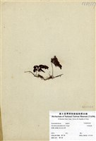 藏品(細葉蕗蕨)的圖片